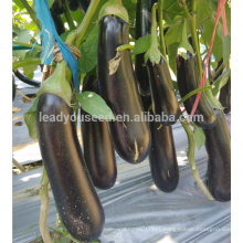 E19 Haifeng No.2 early maturity f1 hybrid black long eggplant seeds with green sepal